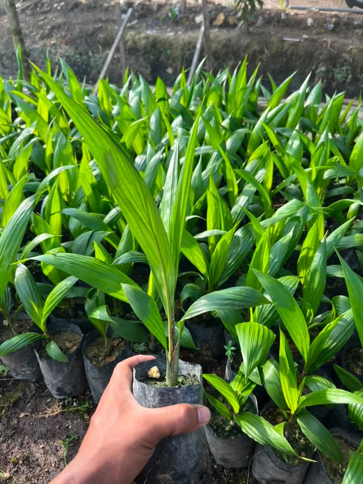 Bibit sawit unggul siap tanam Kalimantan Barat - dokumentasi kebun 10