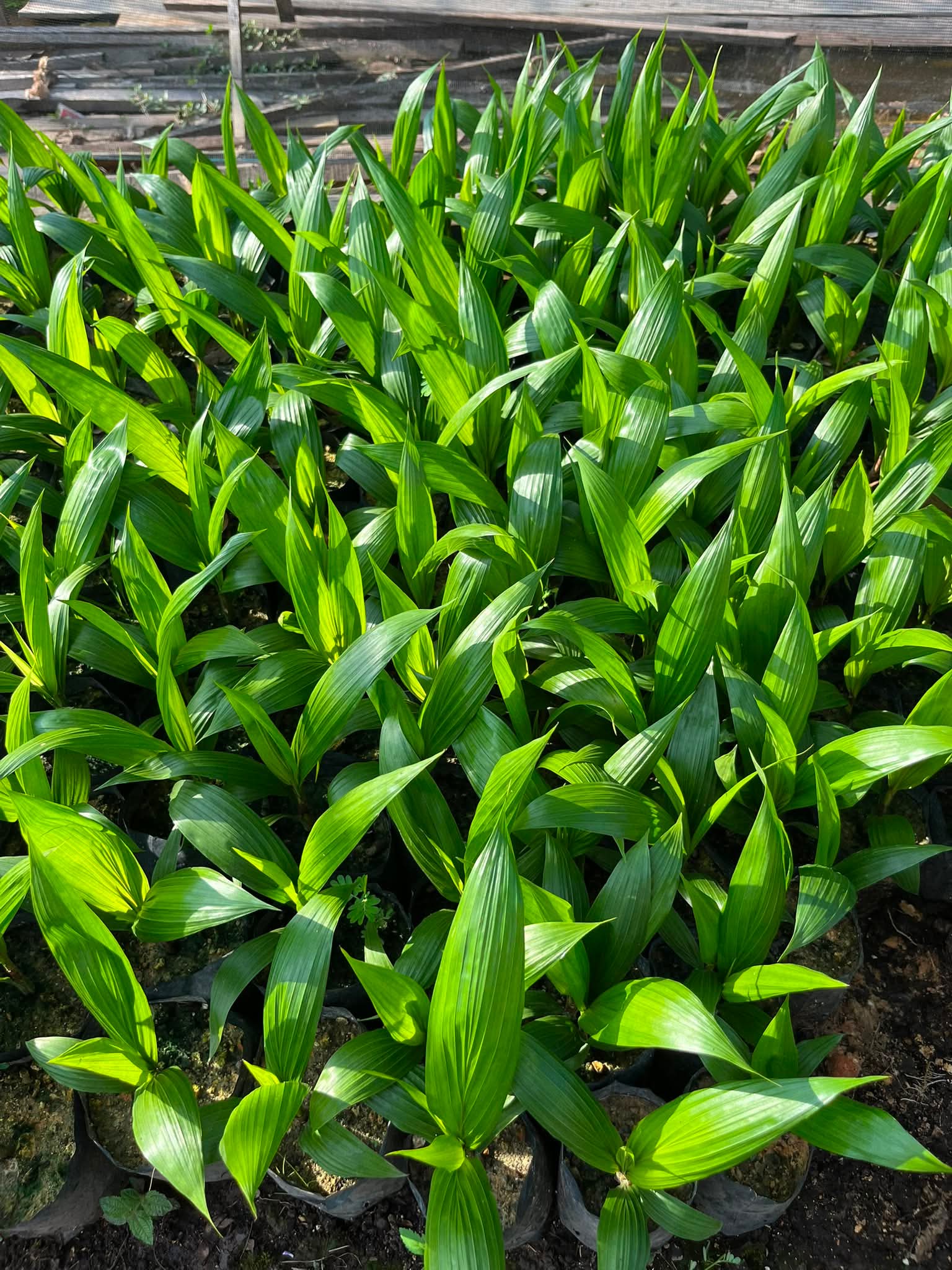 Bibit sawit unggul siap tanam Kalimantan Barat - dokumentasi kebun 9