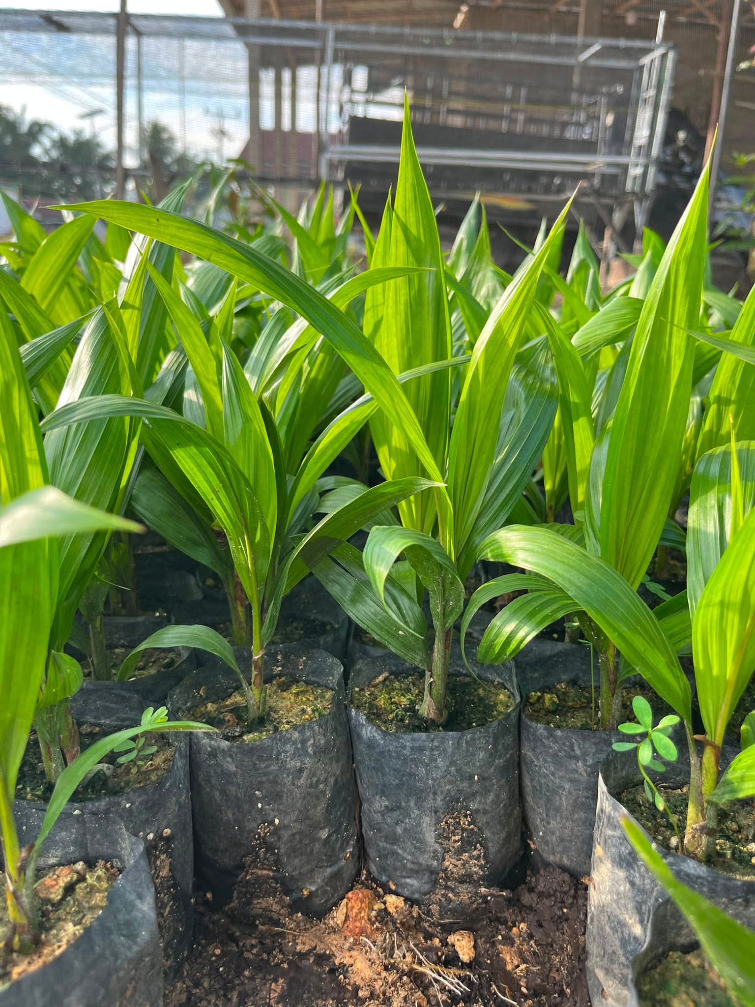 Bibit sawit unggul siap tanam Kalimantan Barat - dokumentasi kebun 8