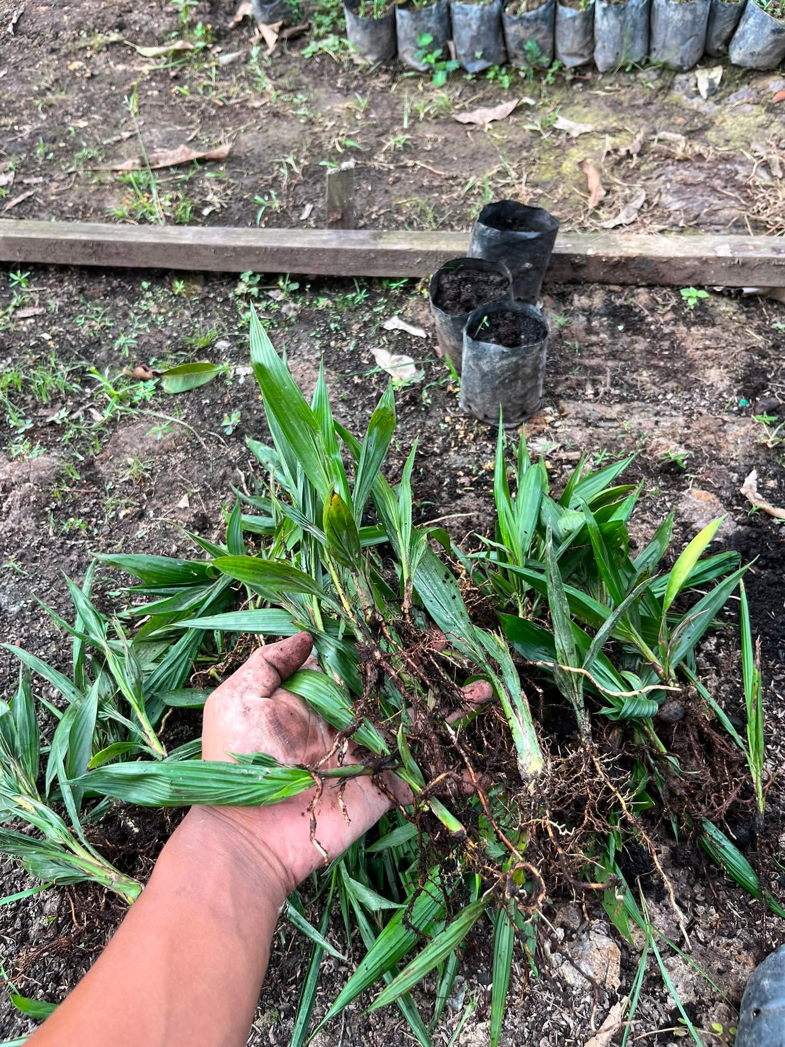 Bibit sawit unggul siap tanam Kalimantan Barat - dokumentasi kebun 7