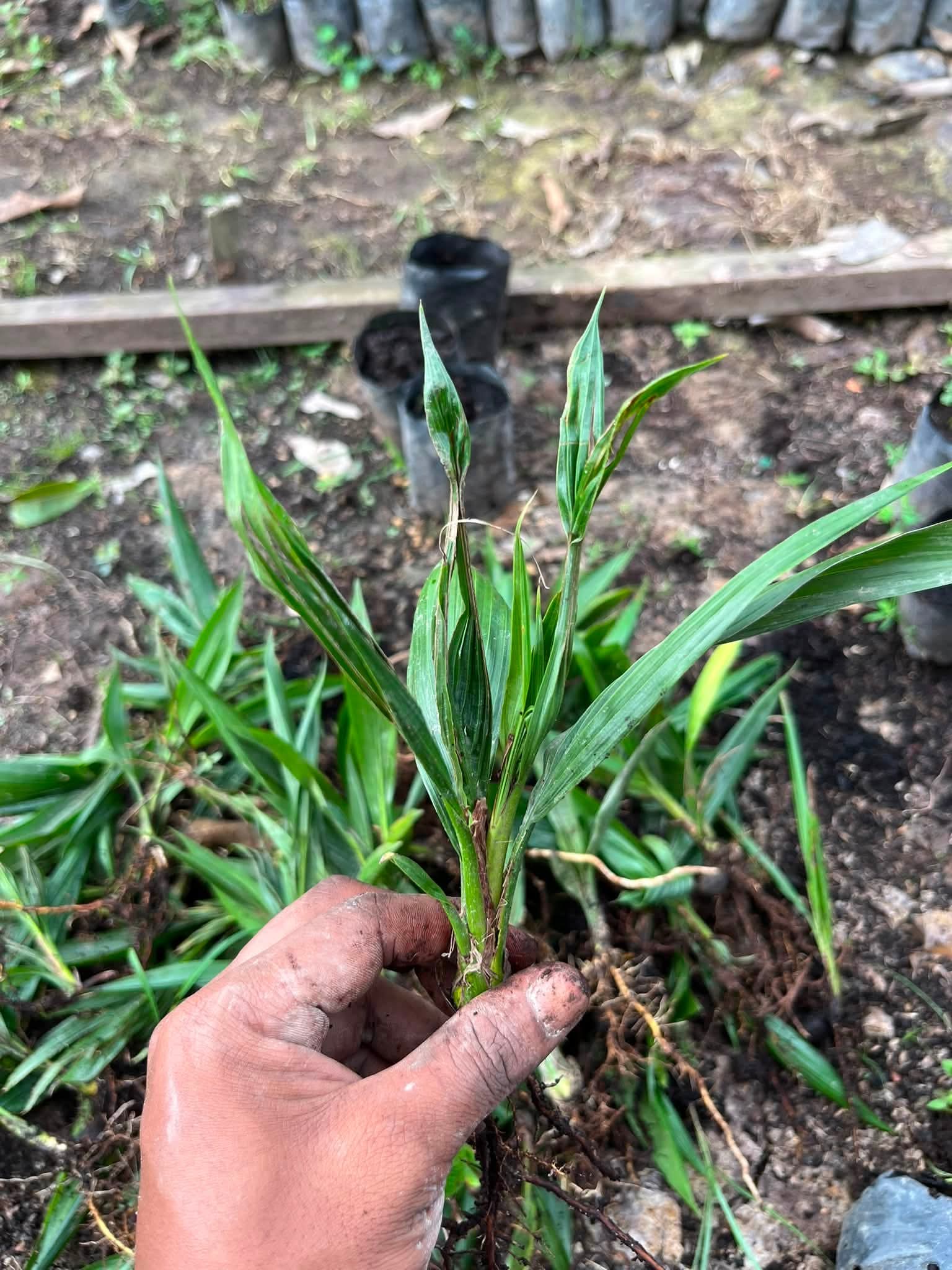 Bibit sawit unggul siap tanam Kalimantan Barat - dokumentasi kebun 6