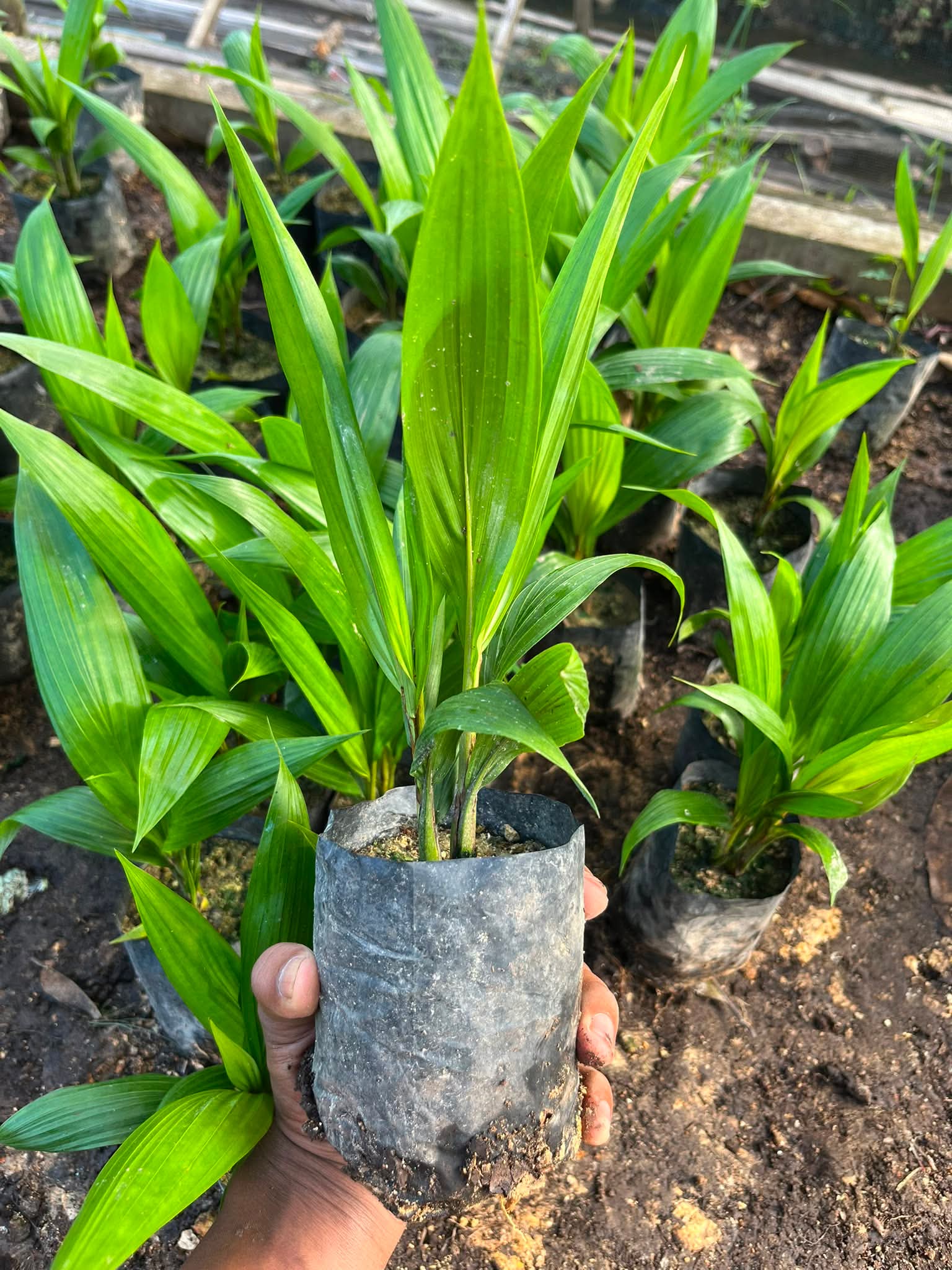 Bibit sawit unggul siap tanam Kalimantan Barat - dokumentasi kebun 5