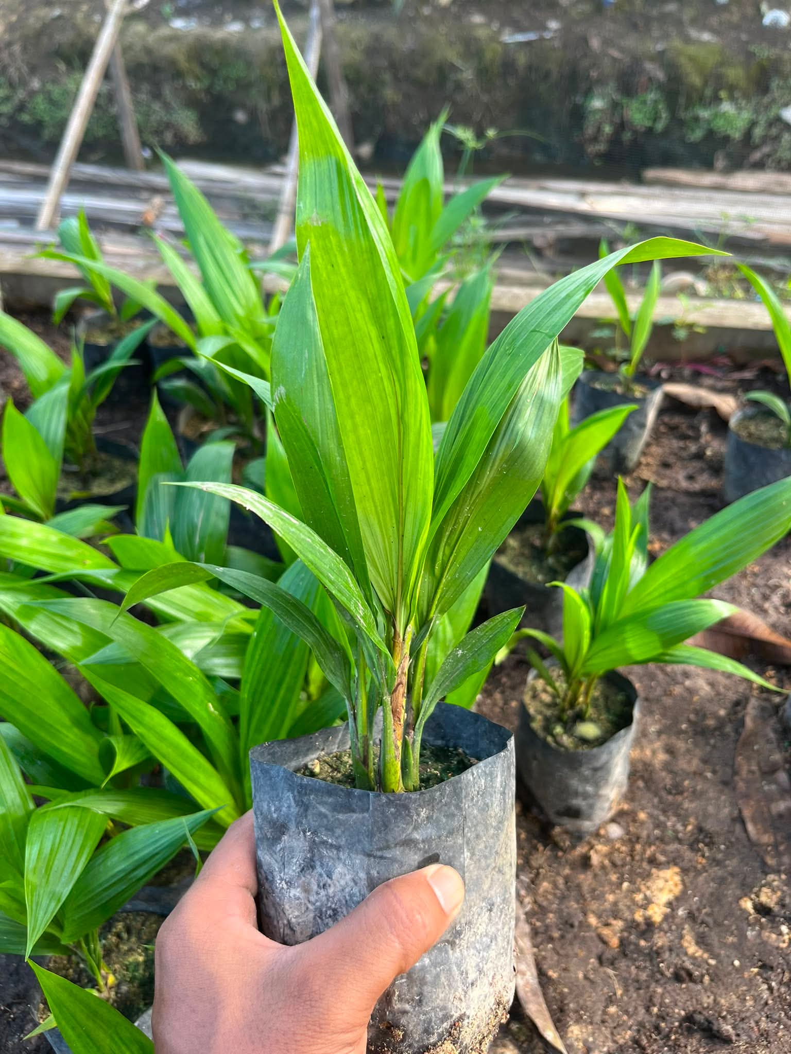 Bibit sawit unggul siap tanam Kalimantan Barat - dokumentasi kebun 4