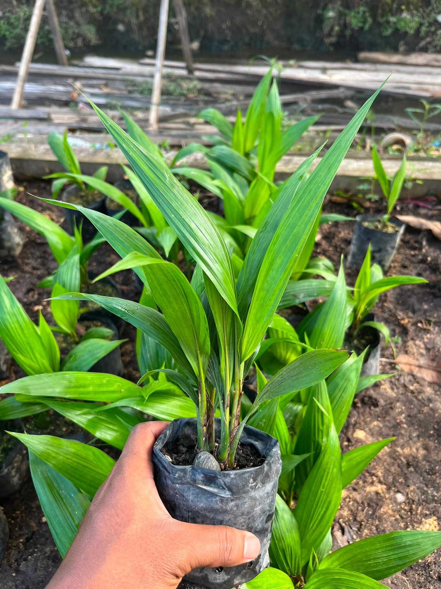 Bibit sawit unggul siap tanam Kalimantan Barat - dokumentasi kebun 3