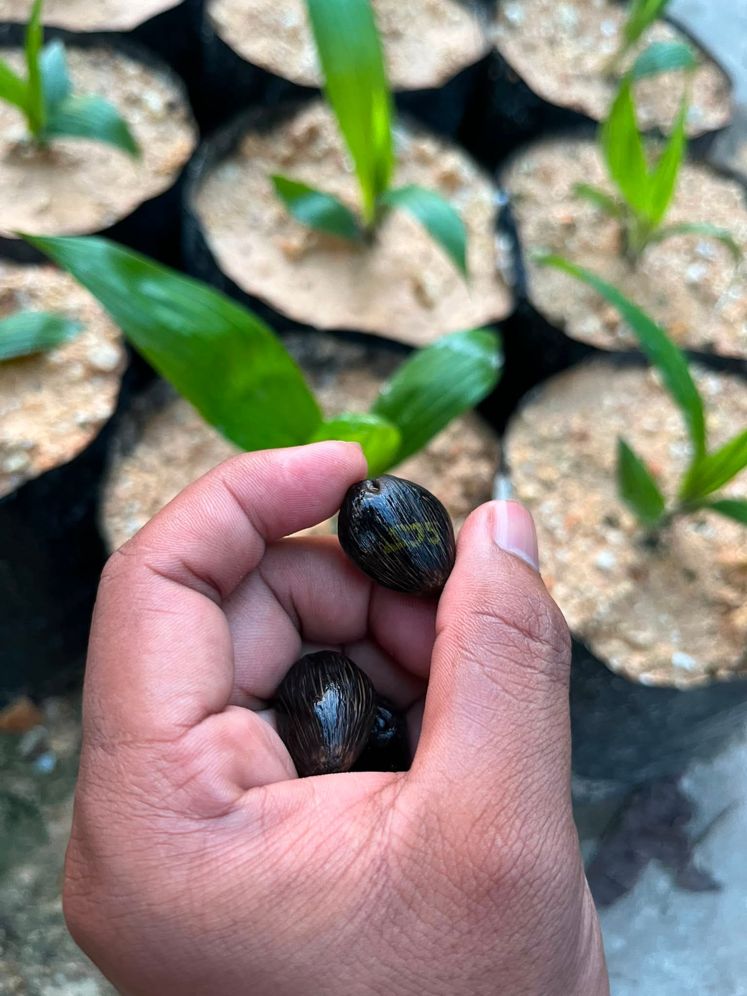 Bibit sawit unggul siap tanam Kalimantan Barat - dokumentasi kebun 1